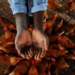 Nsenya Basic School encourages students to start their own income generating projects through small micro-loans. The hands of 11th grader Jeremiah Nsanje spreads grain to feed the chickens under his care. He shares the project with three other students and they make enough money from selling the eggs to pay their school fees and buy uniforms for their ten siblings. Nsenya school is one of the oldest schools in the district, founded in 1954. The school would like to expand but lacks the funding. MiET (Media In Education Trust) programs in Zambia are being created all over the country. The Team looked at projects in Petauke and Nyimba Districts in the far east of the coutnry. Schools as centers of care of Car and Support is an inititaive that brings in government, fammilies, teachers and NGOs.