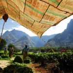 Tea harvesting and cultivation is the main export earner for the southern part of Malawi. The Mountain's abundant rainfall aloows the crop to be harvested all year. Mt Mulanje is Malawi's Highest mountain, and is home to many unique species, including the Mulanje Cedar, most closely related to the Lebanese Cedar.