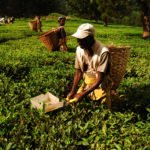 Tea harvesting and cultivation is the main export earner for the southern part of Malawi. The Mountain's abundant rainfall aloows the crop to be harvested all year. Mt Mulanje is Malawi's Highest mountain, and is home to many unique species, including the Mulanje Cedar, most closely related to the Lebanese Cedar.