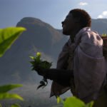 Cutting tea in the foothills of Mulanje. The Mountain provides large amount of rainfall, supporting the important cash crop. Mt Mulanje is Malawi's Highest mountain, and is home to many unique species, including the Mulanje Cedar, most closely related to the Lebanese Cedar.