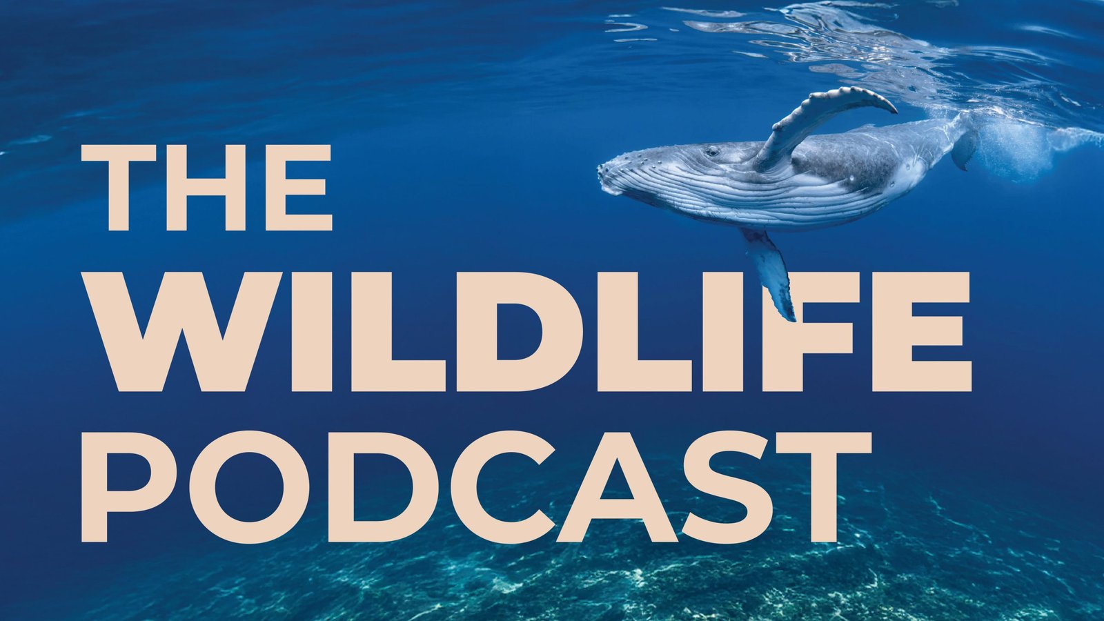 The Wildlife Podcast with Laurel Neme and Jeffrey Barbee