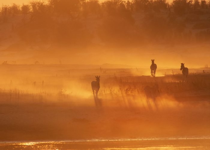 At one of the last pools left from the last flood of the Okavango Delta in 2022 into the Boteti River hippos and crocodiles rest in the evening as a herd of migrating zebra arrive. The migration of zebra and wildebeast and the predators that follow them is possibly the largest in the world, rivalling the Serengeti.From Tsodilo Hills to the western edge of the Okavango Delta, across to the Kwai River in the Mababe area and down to the Boteti River, these images are a record of the people and places in this vast wilderness under threat.