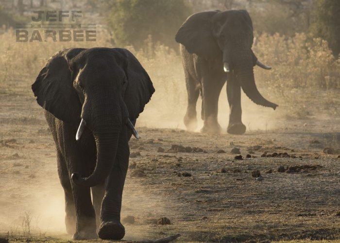 Male elephants follow the zebra and wildebeat migration from the northern Okavango and Chobe areas down to the Boteti River in Magadigadi Pans National Park.From Tsodilo Hills to the western edge of the Okavango Delta, across to the Kwai River in the Mababe area and down to the Boteti River, these images are a record of the people and places in this vast wilderness under threat.