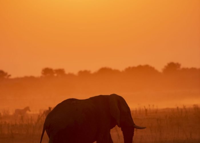 Bull elephants join the Zebra and Wildebeest migration from the main part of the Okavango Delta down to the Boteti River which happens during the height of Botswana's dry season between June and September.From Tsodilo Hills to the western edge of the Okavango Delta, across to the Kwai River in the Mababe area and down to the Boteti River, these images are a record of the people and places in this vast wilderness under threat.